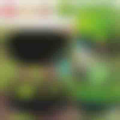 Jardín ecológico para tus plantas | PLANTIE